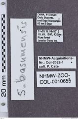 Etikette zu Sinophotistus basumensis  (NHMW-ZOO-COL-0010655)